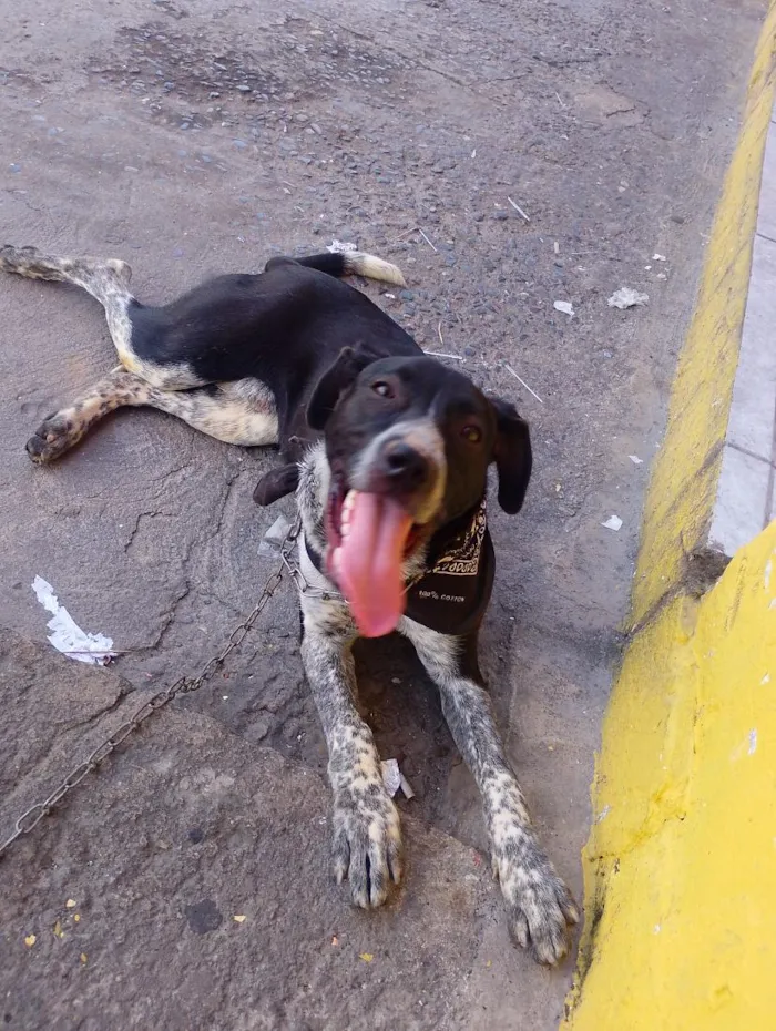 Cachorro raça SRD-ViraLata idade 1 ano nome major 
