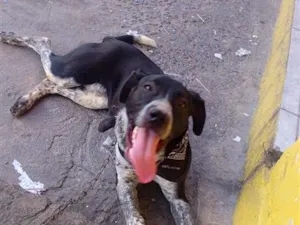 Cachorro raça SRD-ViraLata idade 1 ano nome major 