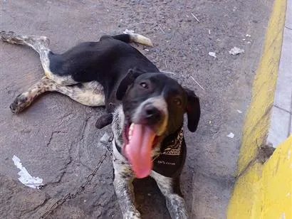 Cachorro raça SRD-ViraLata idade 1 ano nome major 