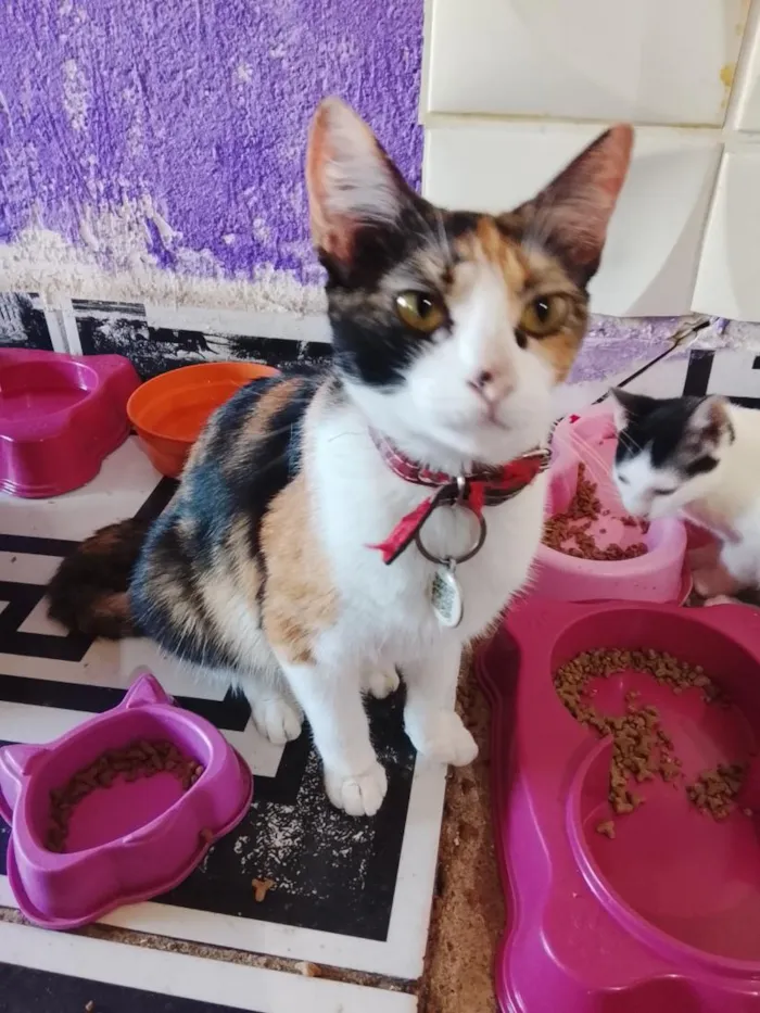 Gato raça SRD-ViraLata idade 1 ano nome Aurora 