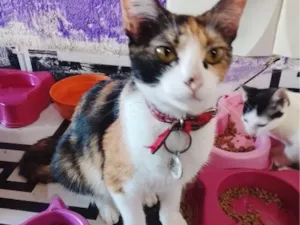 Gato raça SRD-ViraLata idade 1 ano nome Aurora 