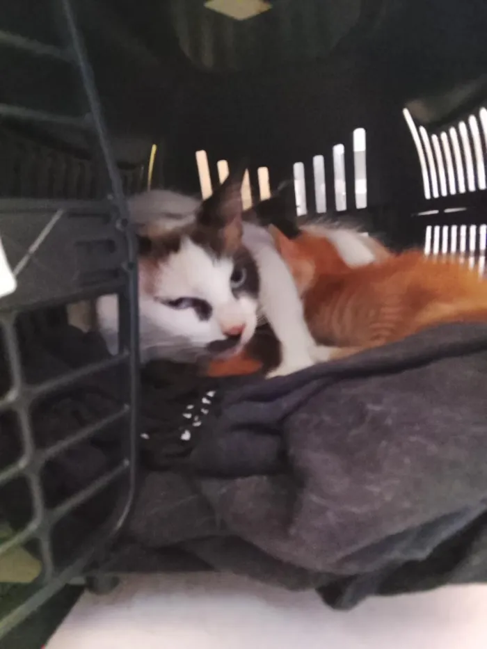 Gato raça SRD-ViraLata idade 1 ano nome Sem nome