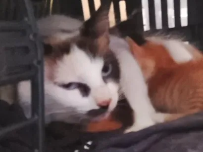 Gato raça SRD-ViraLata idade 1 ano nome Sem nome