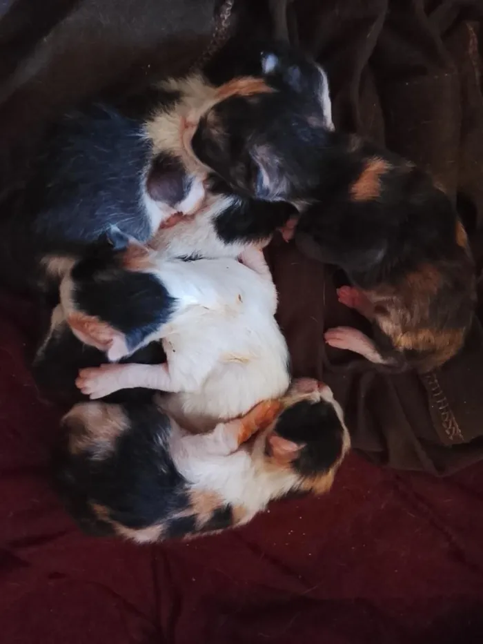 Gato raça SRD-ViraLata idade Abaixo de 2 meses nome 5 filhotes 