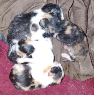 Gato raça SRD-ViraLata idade Abaixo de 2 meses nome 5 filhotes 