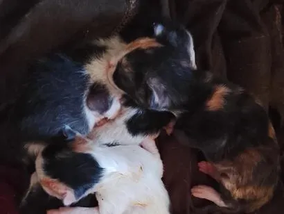 Gato raça SRD-ViraLata idade Abaixo de 2 meses nome 5 filhotes 