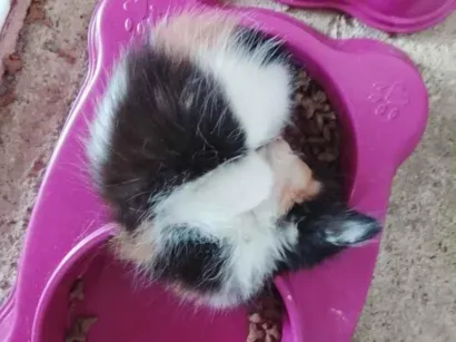 Gato raça SRD-ViraLata idade Abaixo de 2 meses nome sem nome 