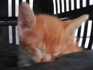 Gato raça SRD-ViraLata idade Abaixo de 2 meses nome sem nome