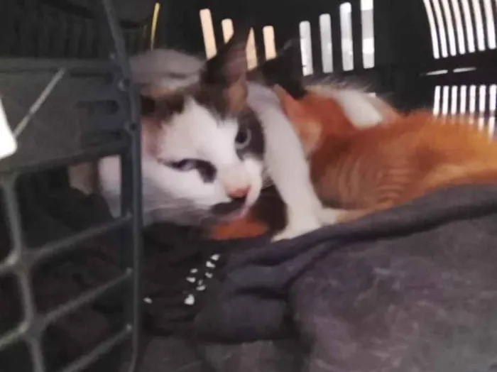 Gato raça SRD-ViraLata idade 1 ano nome Sem nome