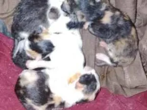 Gato raça SRD-ViraLata idade Abaixo de 2 meses nome 5 filhotes 