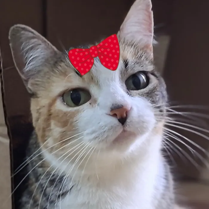 Gato raça SRD-ViraLata idade 2 a 6 meses nome Luna 