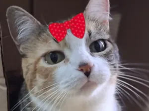 Gato raça SRD-ViraLata idade 2 a 6 meses nome Luna 