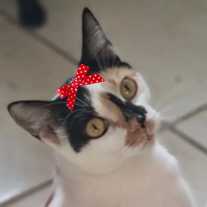 Gato raça SRD-ViraLata idade 7 a 11 meses nome Emília 