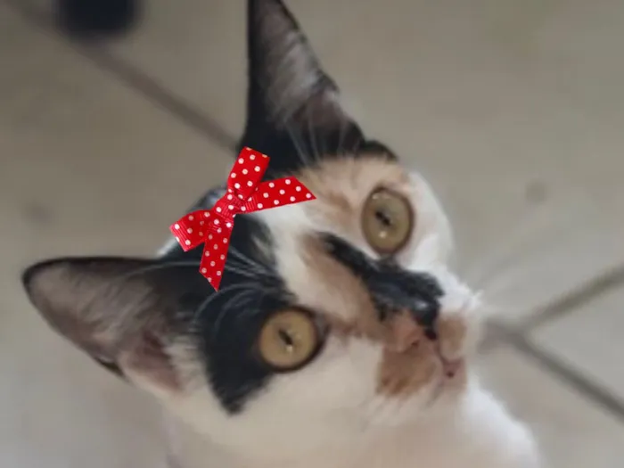 Gato raça SRD-ViraLata idade 7 a 11 meses nome Emília 