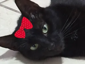 Gato raça SRD-ViraLata idade 7 a 11 meses nome Pietra 