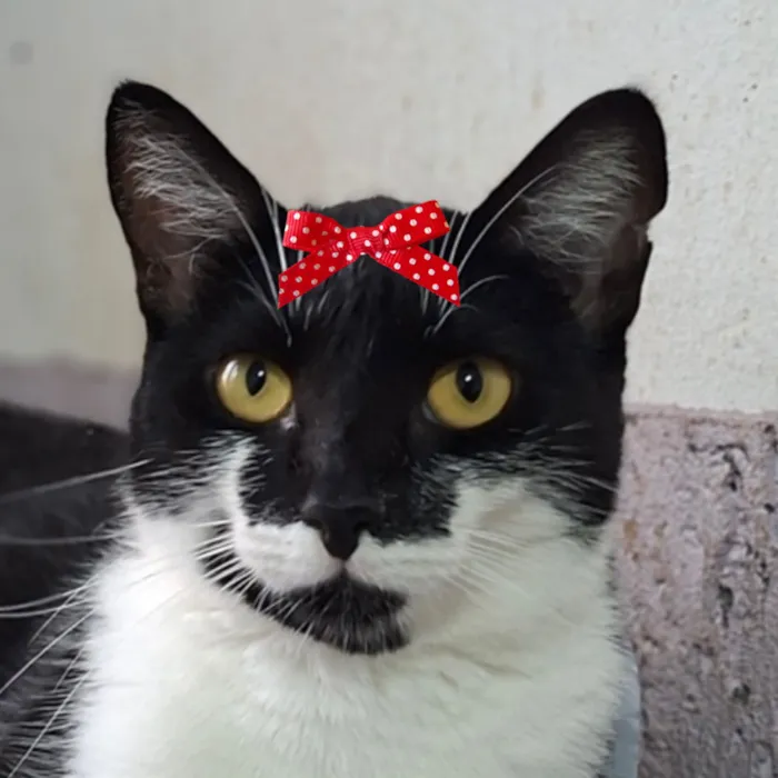 Gato raça SRD-ViraLata idade 2 a 6 meses nome Amora 