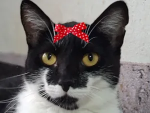 Gato raça SRD-ViraLata idade 2 a 6 meses nome Amora 