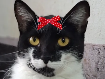 Gato raça SRD-ViraLata idade 2 a 6 meses nome Amora 