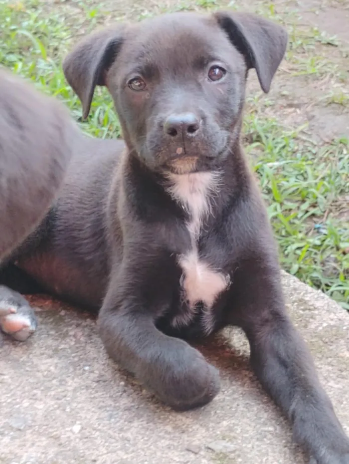 Cachorro raça SRD-ViraLata idade 2 a 6 meses nome sem nomes
