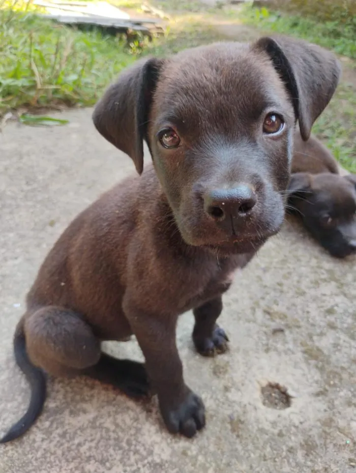 Cachorro raça SRD-ViraLata idade 2 a 6 meses nome sem nomes