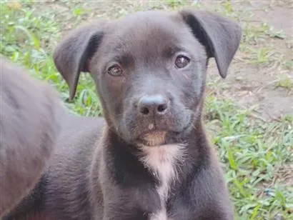 Cachorro raça SRD-ViraLata idade 2 a 6 meses nome sem nomes