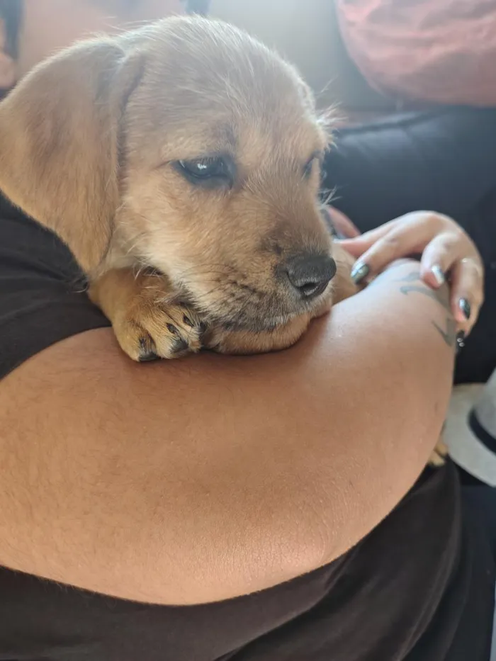 Cachorro raça SRD-ViraLata idade 2 a 6 meses nome Lalinha