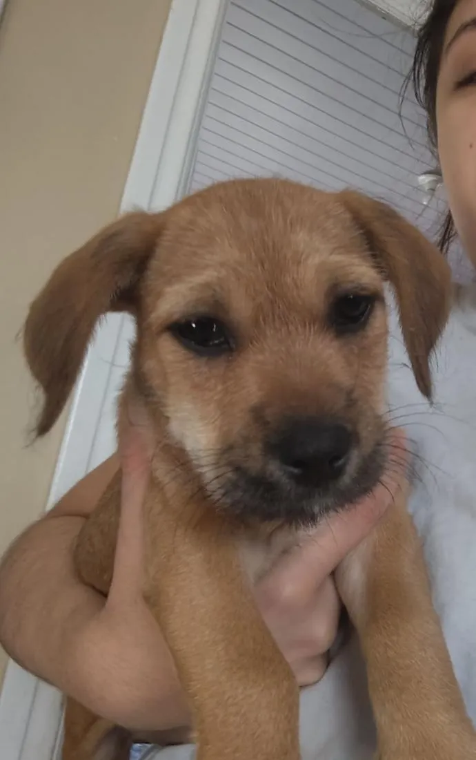 Cachorro raça SRD-ViraLata idade 2 a 6 meses nome Lalinha