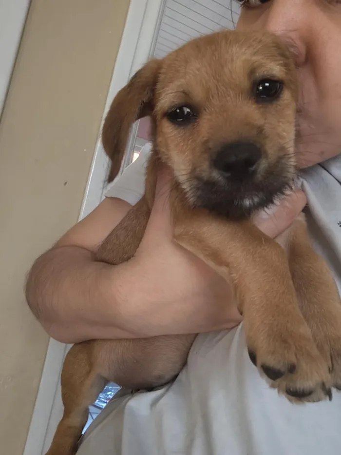 Cachorro raça SRD-ViraLata idade 2 a 6 meses nome Lalinha