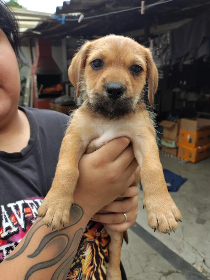 Cachorro raça SRD-ViraLata idade 2 a 6 meses nome Lalinha