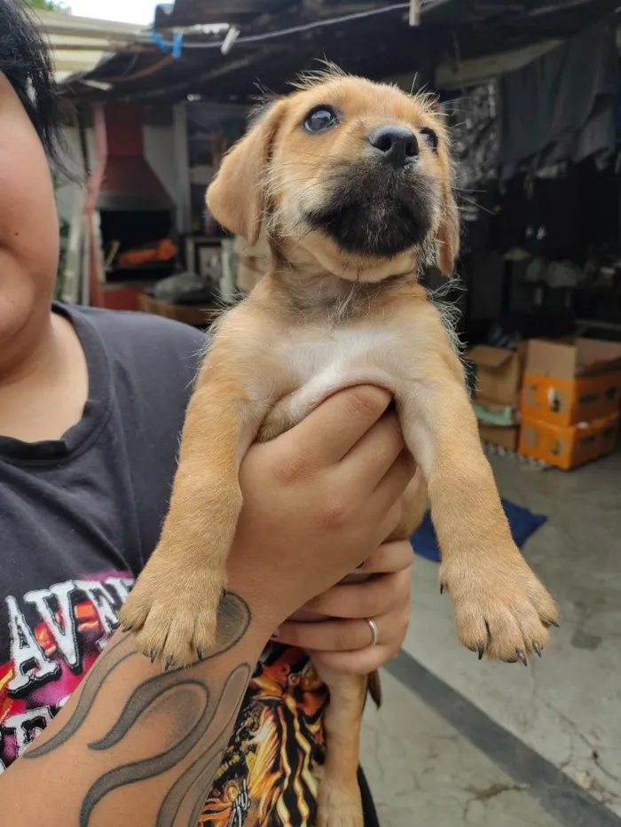 Cachorro raça SRD-ViraLata idade 2 a 6 meses nome Lalinha