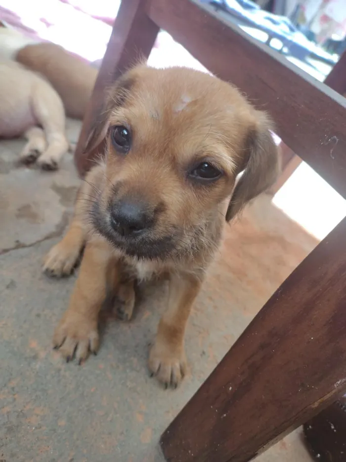 Cachorro raça SRD-ViraLata idade 2 a 6 meses nome Lalinha