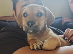 Cachorro raça SRD-ViraLata idade 2 a 6 meses nome Lalinha