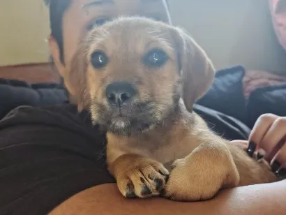 Cachorro raça SRD-ViraLata idade 2 a 6 meses nome Lalinha