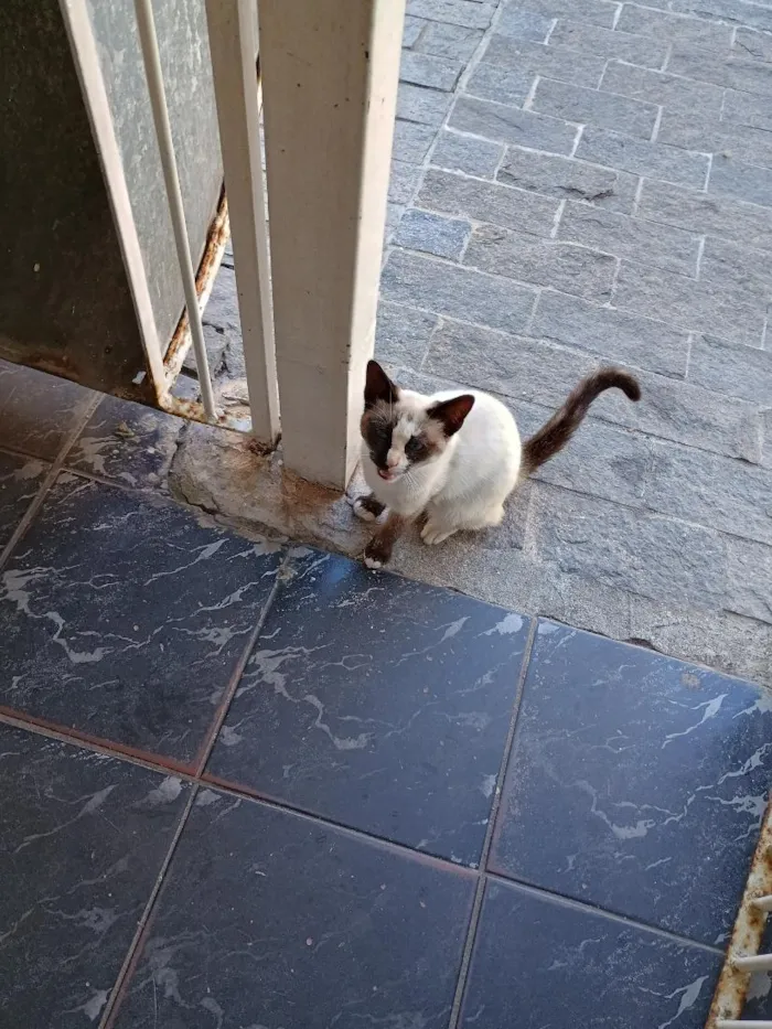 Gato raça Siamês idade 2 a 6 meses nome Docinho 