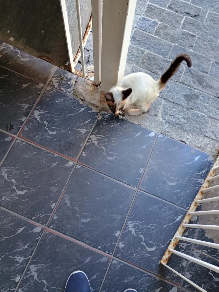 Gato raça Siamês idade 2 a 6 meses nome Docinho 