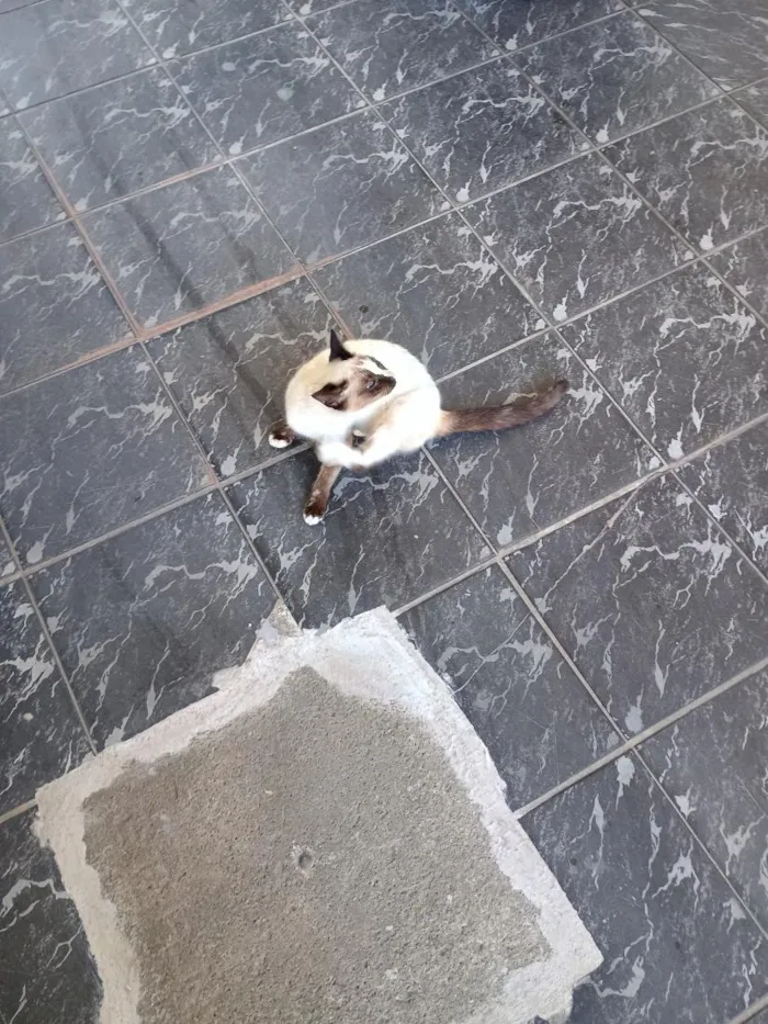 Gato raça Siamês idade 2 a 6 meses nome Docinho 