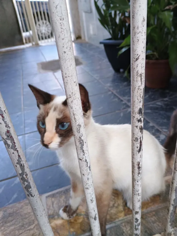 Gato raça Siamês idade 2 a 6 meses nome Docinho 