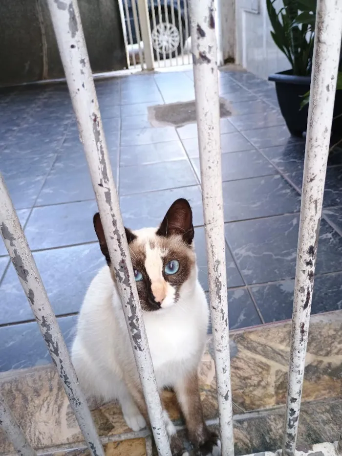 Gato raça Siamês idade 2 a 6 meses nome Docinho 