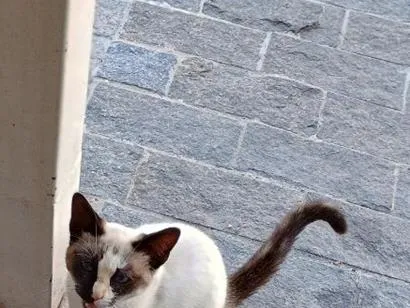 Gato raça Siamês idade 2 a 6 meses nome Docinho 