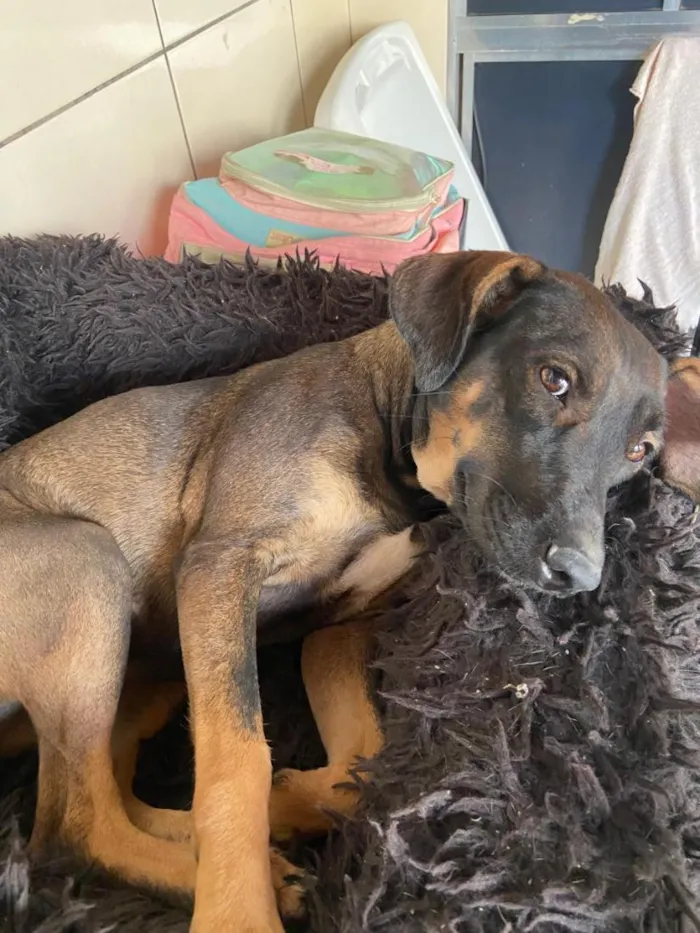 Cachorro raça SRD-ViraLata idade 7 a 11 meses nome Angel