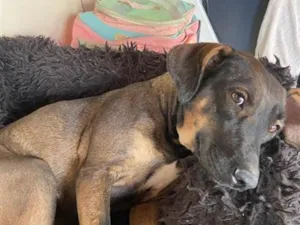 Cachorro raça SRD-ViraLata idade 7 a 11 meses nome Angel