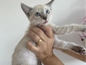 Gato raça Siamês idade 2 a 6 meses nome Penélope 
