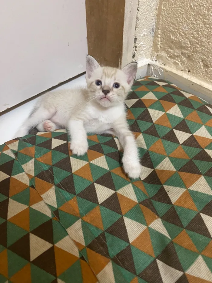 Gato raça Siamês idade 2 a 6 meses nome nhonho 