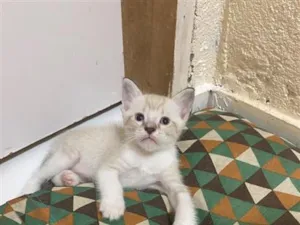 Gato raça Siamês idade 2 a 6 meses nome nhonho 