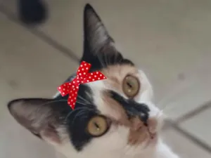 Gato raça SRD-ViraLata idade 7 a 11 meses nome Emília 