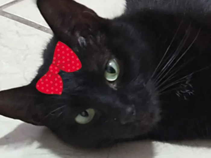 Gato raça SRD-ViraLata idade 7 a 11 meses nome Pietra 