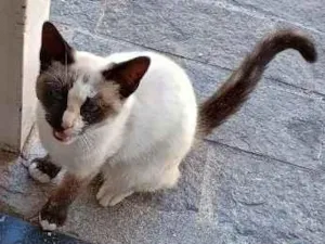 Gato raça Siamês idade 2 a 6 meses nome Docinho 