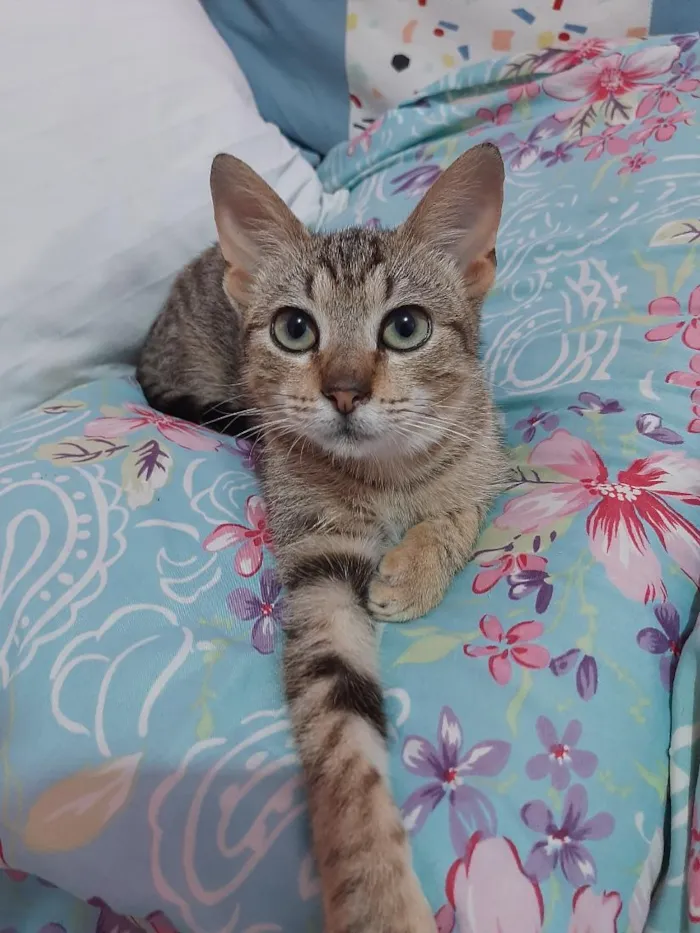 Gato raça SRD-ViraLata idade 2 a 6 meses nome gatinho 