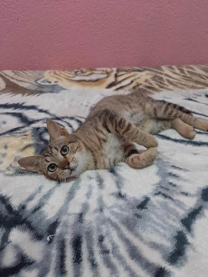 Gato raça SRD-ViraLata idade 2 a 6 meses nome gatinho 
