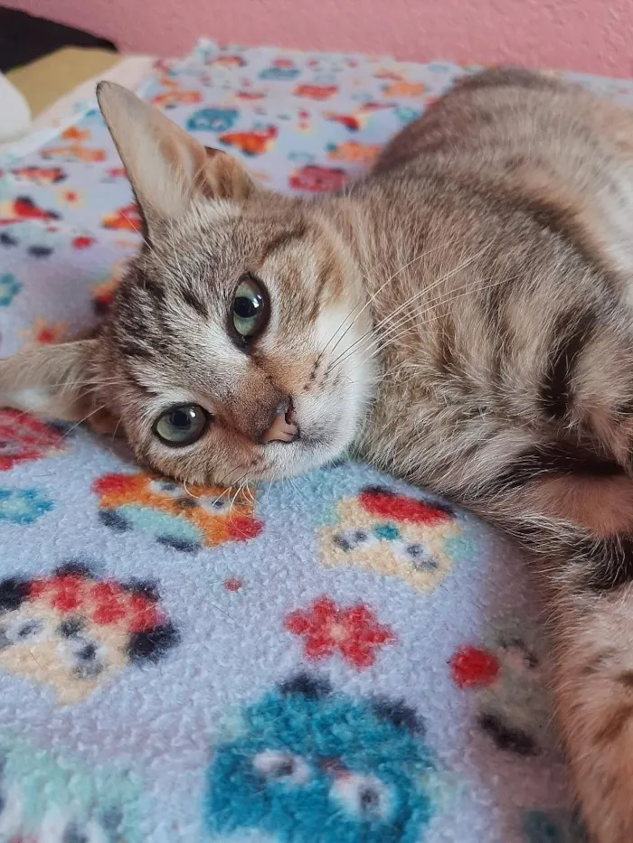 Gato raça SRD-ViraLata idade 2 a 6 meses nome gatinho 